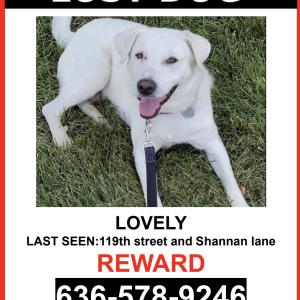 Image of LOVELY, Lost Dog