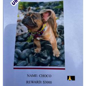 Lost Dog Choco
