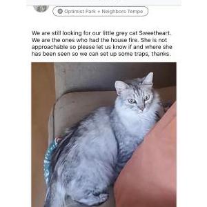 Image of sweetheart, Lost Cat