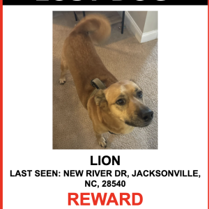 Image of Lion, Lost Dog