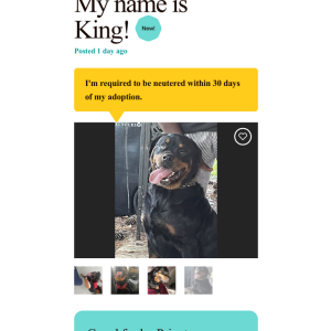 Lost Dog King