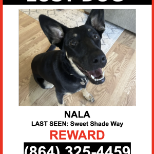 Lost Dog Nala