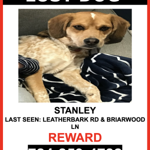 Image of STANLEY, Lost Dog