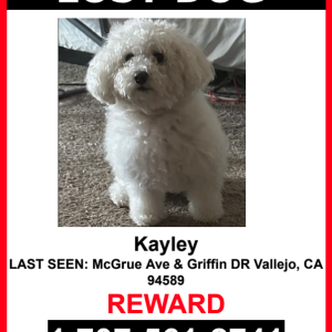 Lost Dog Kayley