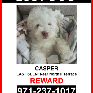 Image of CASPER, Lost Dog