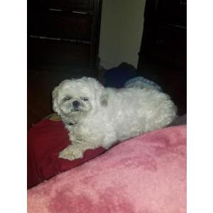 Image of ChaCha, Lost Dog