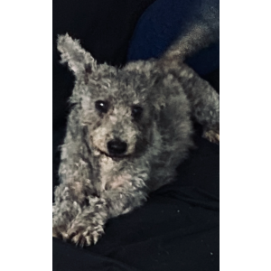 Image of Scruppies, Lost Dog