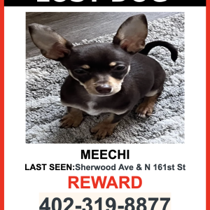 Image of MEECHI, Lost Dog