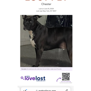 Lost Dog Manchester