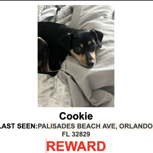Image of COOKIE, Lost Dog