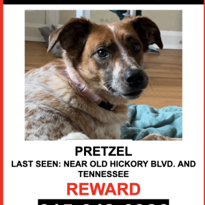 Image of PRETZEL, Lost Dog