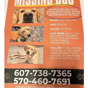 Image of Gertie, Lost Dog