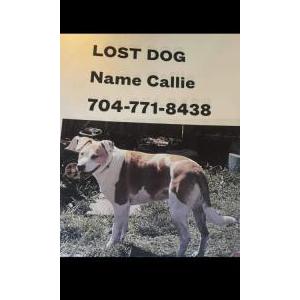 Lost Dog Callie
