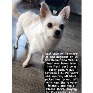 Image of Poof, Lost Dog