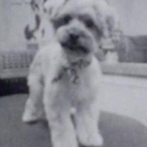 Image of Tye, Lost Dog