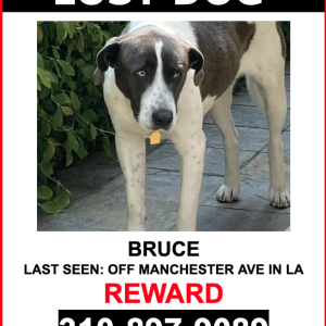 Image of BRUCE, Lost Dog