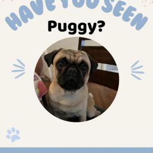 Image of Puggy, Lost Dog