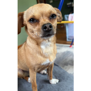 Image of Pancho, Lost Dog