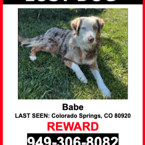 Image of Babe, Lost Dog