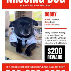 2nd Image of Dobby, Lost Dog