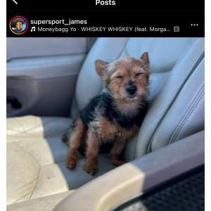 Image of Carter, Lost Dog