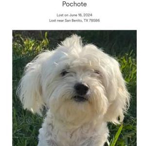 Image of Pochote, Lost Dog