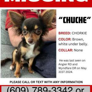 Image of Chuche, Lost Dog