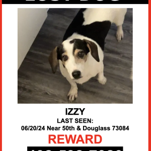 Lost Dog Izzy