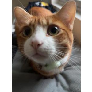 Lost Cat Fred