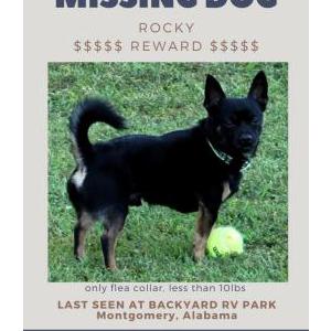 Image of Rockie, Lost Dog