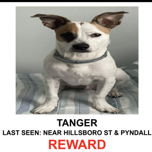 Image of Tanger, Lost Dog