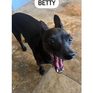 Lost Dog Betty