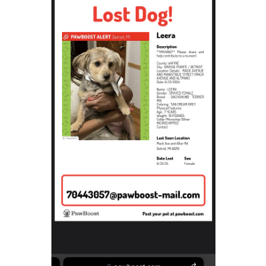 Lost Dog Leera