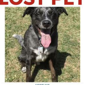 Image of Neptune, Lost Dog