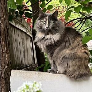 Lost Cat Emme
