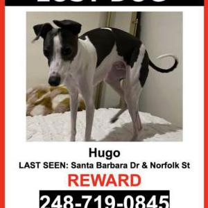 Lost Dog Hugo
