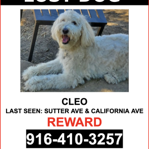 Image of CLEO, Lost Dog