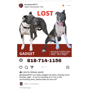 Image of Gadget, Lost Dog