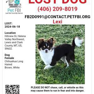 Lost Dog Lexi