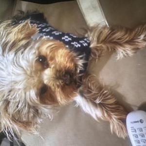 Image of Chiquito, Lost Dog