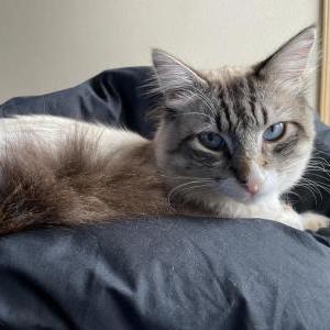 Image of Obie, Lost Cat