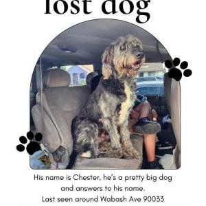 Lost Dog Chester