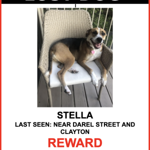Lost Dog Stella