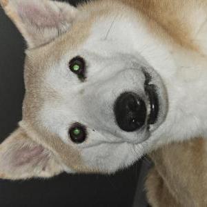 Image of Toshi, Lost Dog
