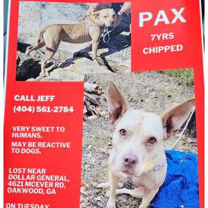 Image of Pax, Lost Dog