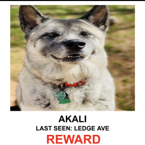 Image of AKALI, Lost Dog