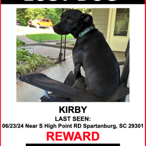 Lost Dog KIRBY