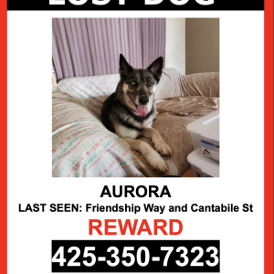 Lost Dog Aurora