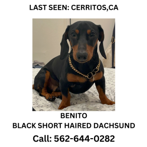 Lost Dog Benito