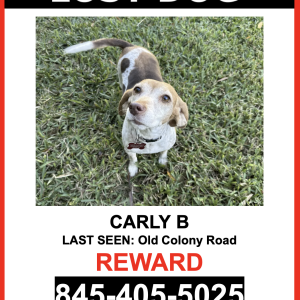 Lost Dog Carly B